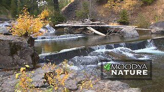 Relaxing Nature Video & Sound At Autumn’s Hideaway River Dam