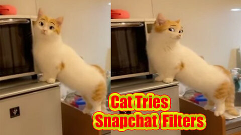 Cat tries Snapchat filters | Funny Cat