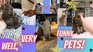 Well, Very Funny Pets!