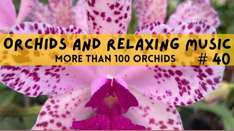 SNOWFALL BUTTERFLIES | ORCHIDS AND RELAXING MUSIC | FLOWER SHOP GREENLAND | # 40