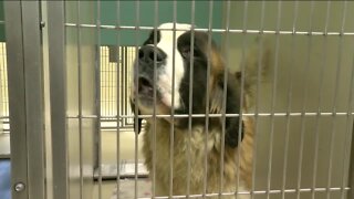 Over 100 animals rescued from Milwaukee home during search warrant; owner arrested