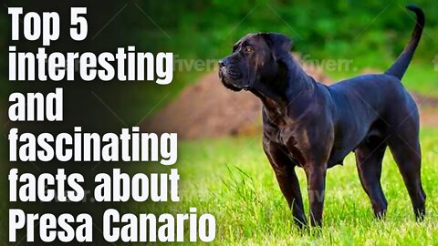 Top 5 interesting and fascinating facts about Presa Canario | Amazing Facts about Presa Canario