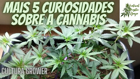 MAIS 5 CURIOSIDADES SOBRE A MACONHA