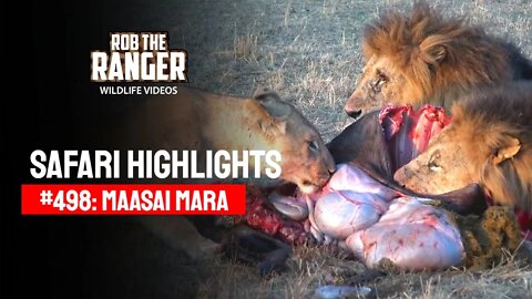 Safari Highlights #498: 28th September 2018 | Maasai Mara/Zebra Plains | Latest Wildlife Sightings