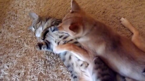 Shiba Inu and Cat