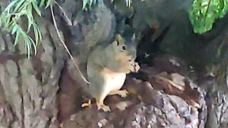 Squirrel eating a peanut... captured by the OnePlus 6T smartphone