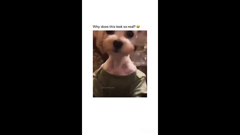 Funny 🐕