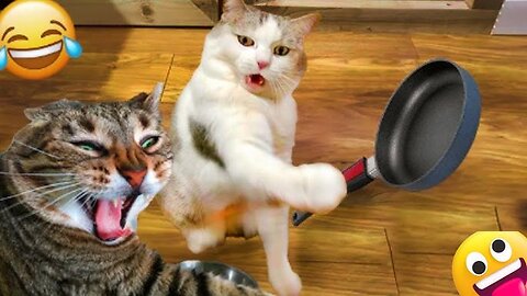 Cute Cat Funny Moments. Episode - 122