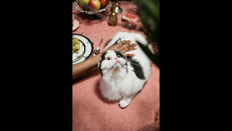 Amazing Cat Dance ♥️