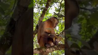 MACACO PREGO, Macaco Comendo Banana