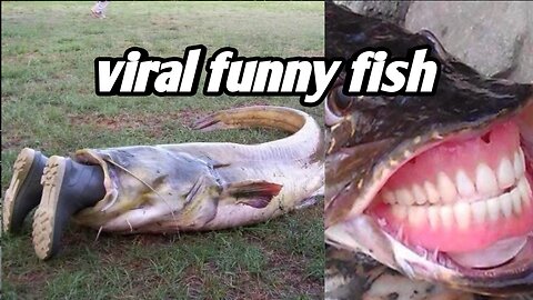 Viral funny fish