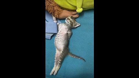 Knocked out #kitten #sleep #funnykitten