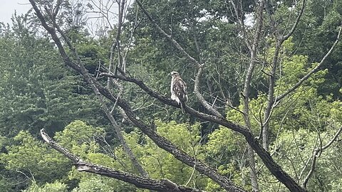 Hawk not wanted in smaller birds nesting areas