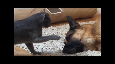 Funny animals - Funny cats dogs - Funny animal videos