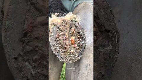 A lot of mud in this hoof! #asmr #farrier #shorts #satisfying #tiktok