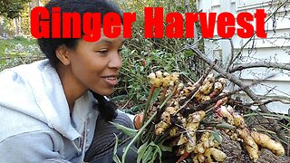 Ginger Harvest