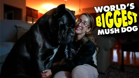 World's BIGGEST Mushiest Dog - 6 min of Cane Corso Mush