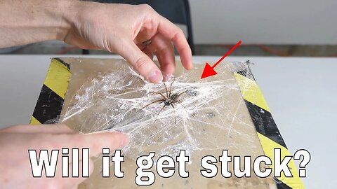 Can a Spider Get Stuck in its Own Web? Wrapping a Spider in Spiderweb Experiment