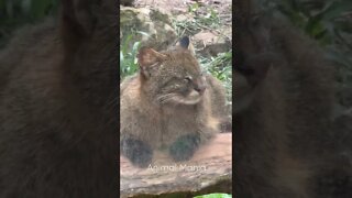 Gato Palheiro, Zoológico de Brasília