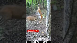 WILD Deer Fight Caught On Camera!!! 🦌🥊 #shorts