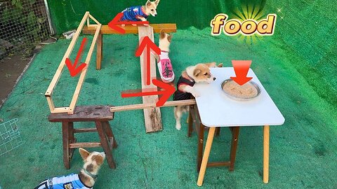 Corgi Dog Challenges Difficult Eating 13