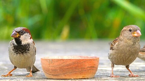 "You Eat" - "No, You Eat" - "You First" - "No, You First" - Sparrow Feeding Bowl
