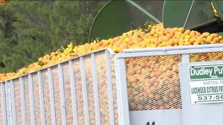 Report: This year's Florida orange harvest could be the lowest in almost 90 years