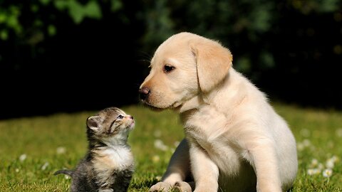 Adorable Baby Dogs and Cats: The Cutest Puppies and Kittens