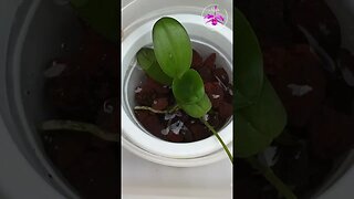🔝😍TOP TIP 🪴HEALTHY Keiki BABY 🥹Orchid in POT 🫶🏼 #ninjaorchids #keiki #repot #tips