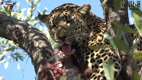 Unusual Meals | Male Leopard With A Buffalo Calf!