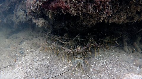 Mangrove Nursery