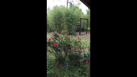 Georgia rainstorm