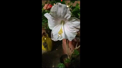 వికసించిన అందమైన తెల్లని మందార పువ్వు (Blossomed Dainty White Hibiscus)