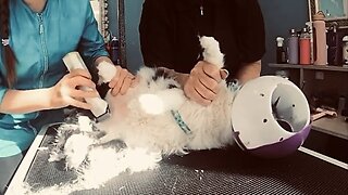 FEROCIOUS CAT tries to DEFEAT his GROOMER!