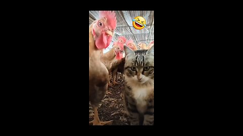 Chicken vs Cat: Funny Animal Videos 2022 Best Dogs And Cats Videos 😺😍 #3 #shorts