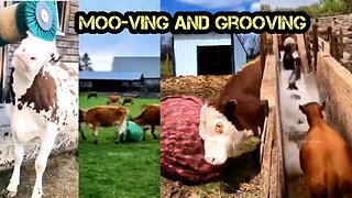 Moo-ving and Grooving: A Compilation of Hilarious Cow Videos