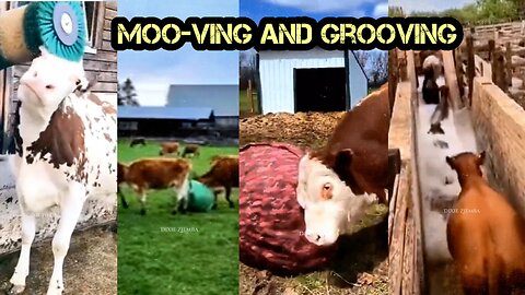 Moo-ving and Grooving: A Compilation of Hilarious Cow Videos