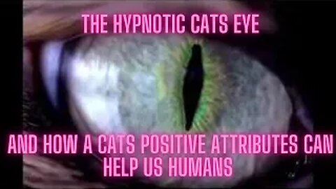 the hypnotic cats eye and how a cats positive attributes can help us humans