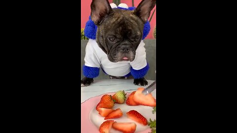 Puppy know how to eat Strawberry 🍓🍓🤤