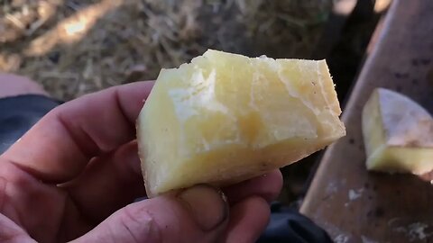 Donkey Loves Eating My Sheep’s Aged Cheese!? 😂