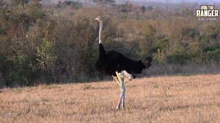 Male South African Ostrich