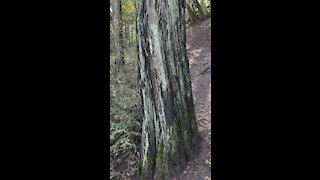 Redwood with Green Fungus