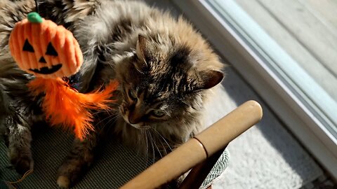 Leia Pawing at Pumpkin Teaser Toy