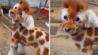 Poodle dog groomed to look like a giraffe