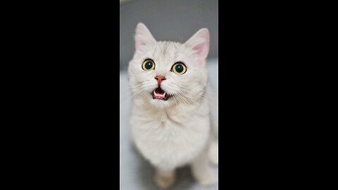 🤣🤣 Funny cats videos🤣🤣