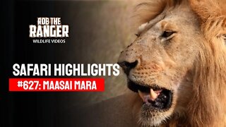 Safari Highlights #627: 3rd September 2021 | Maasai Mara/Zebra Plains | Latest Wildlife Sightings
