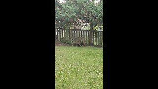Baby Deer and Moma Deer in my backyard!