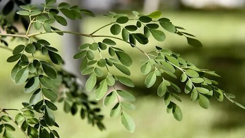 Moringa - uses and benefits