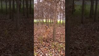 doggo is craY about squirrel hunting #doggo #outdoors #dog #squirrel