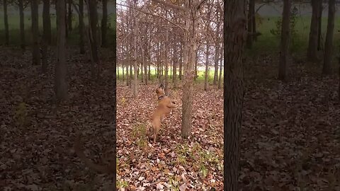 doggo is craY about squirrel hunting #doggo #outdoors #dog #squirrel
